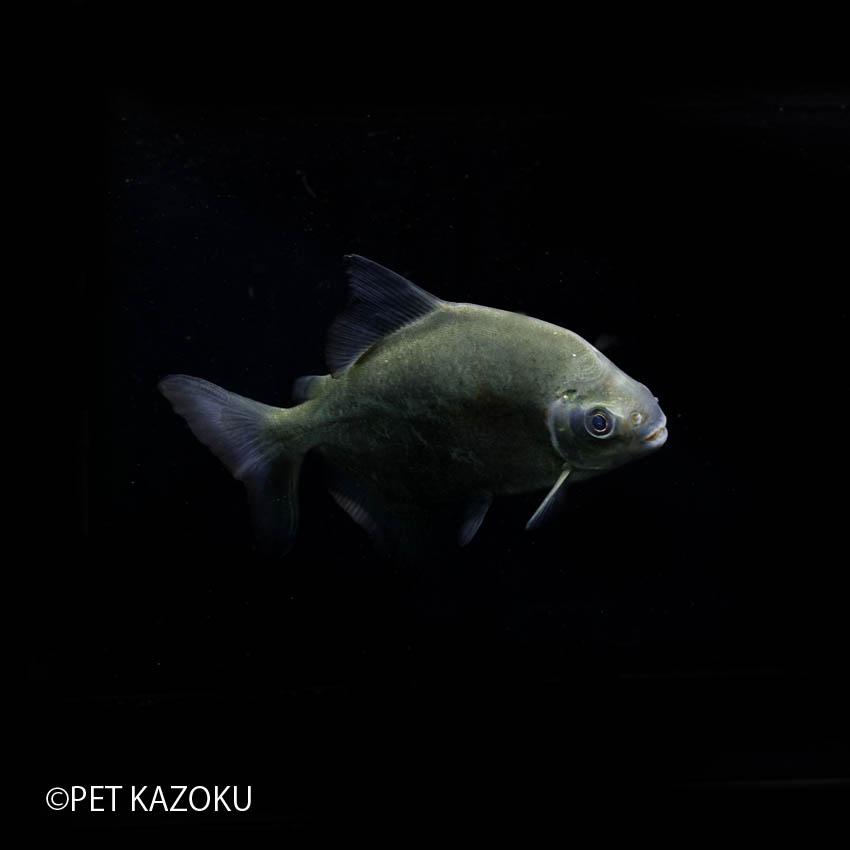 【タイムセール】 ブラックエッジパクー(サン ジュオン ド アラグアイア)(XL) 21〜24cm程度 1匹 【QGW9545388907】(34320円)