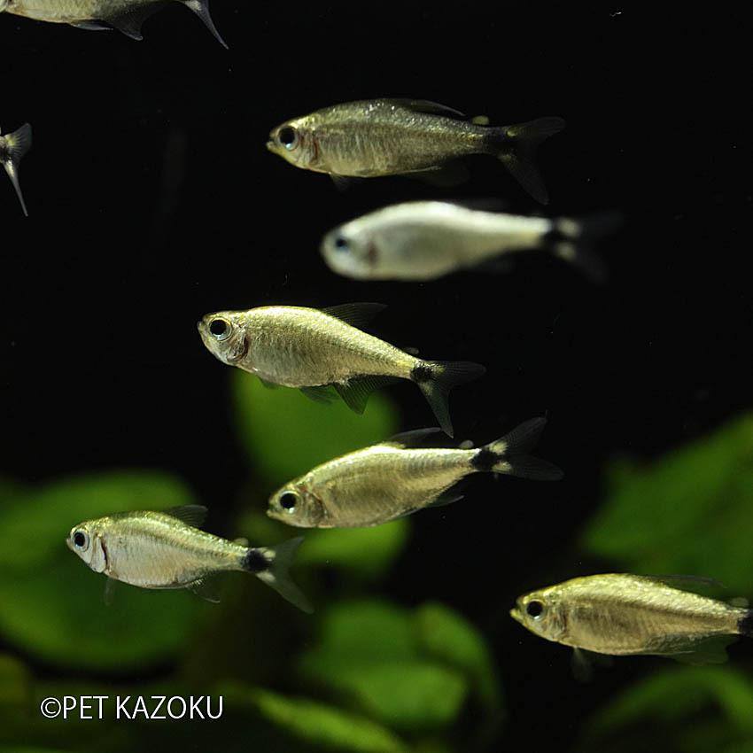 プラチナテトラオーロ マットグロッソ 1匹 2 3cm程度 Nk 未来アクアリウムヤフー店 通販 Yahoo ショッピング