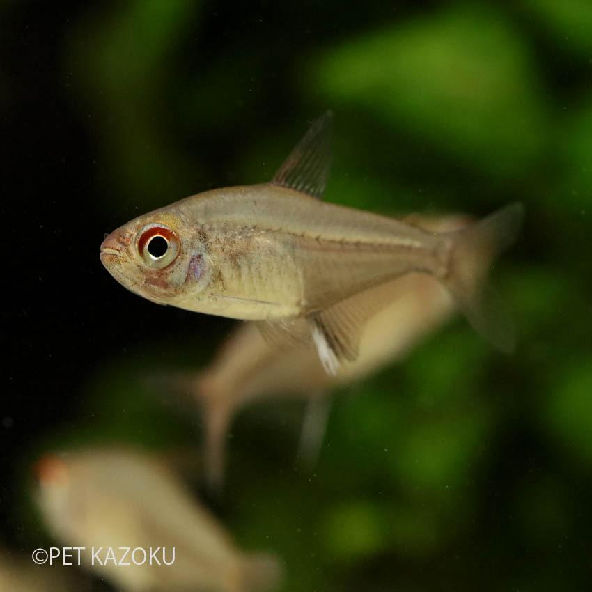 ピーチレモンテトラ マットグロッソ 1匹 3cm程度 Nk 未来アクアリウムヤフー店 通販 Yahoo ショッピング