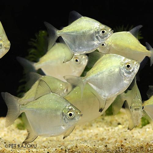 値頃 観賞魚生体 ゼブラ柄がかっこいいメチニスです ゼブラメチニス 1匹 6 7cm程度 Www Threeriversofs Com