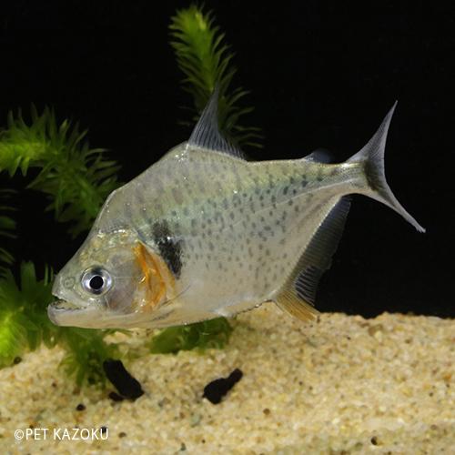 第1位獲得 ピラニア マニュエリ シングー M 1匹 9 11cm程度 最安 Kuljic Com