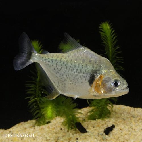 第1位獲得 ピラニア マニュエリ シングー M 1匹 9 11cm程度 最安 Kuljic Com