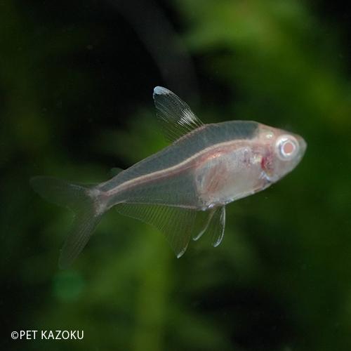 アルビノレッドファントムテトラ ブリード 1匹 3cm程度 Nk 未来アクアリウムヤフー店 通販 Yahoo ショッピング