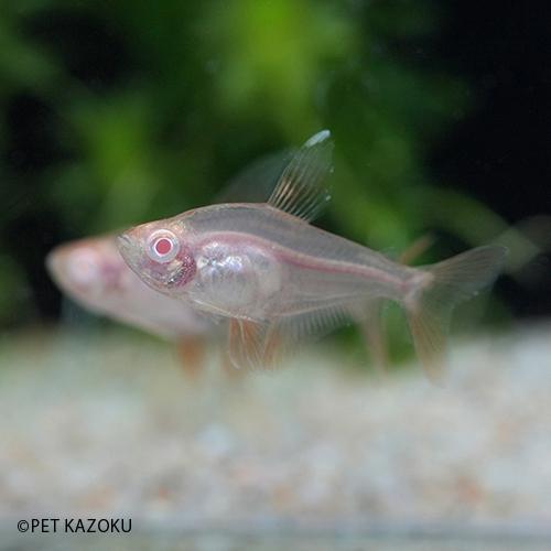 アルビノレッドファントムテトラ ブリード 1匹 3cm程度 Nk 未来アクアリウムヤフー店 通販 Yahoo ショッピング
