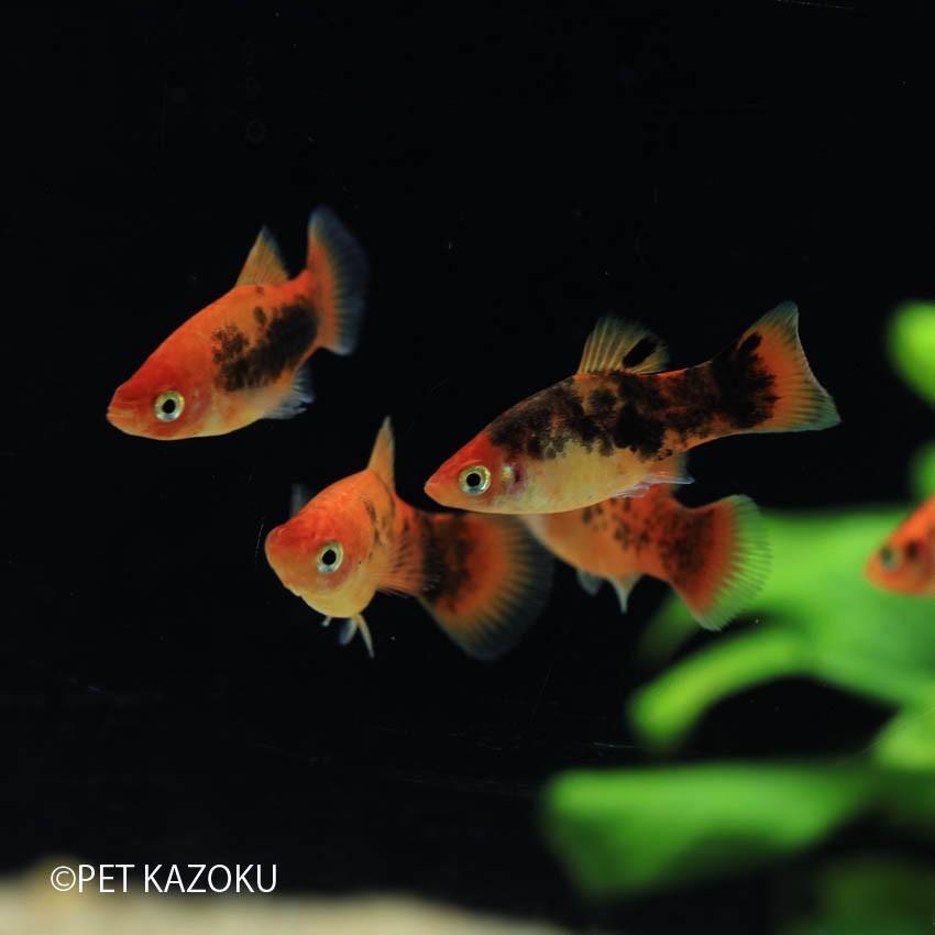 黒ブチオレンジプラティ 3cm程度 1匹 Nm 未来アクアリウムヤフー店 通販 Yahoo ショッピング