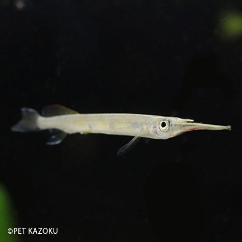 フォレストブルーラインハーフビーク 5 6cm程度 1匹 Nm 未来アクアリウムヤフー店 通販 Yahoo ショッピング