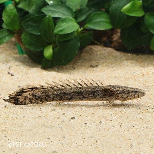 ポリプテルス ラプエン (ラプラディ×エンドリケリー) (ブリード) 1匹  