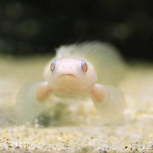 ポリプテルス アルビノセネガルス ブリード M 1匹 6 8cm程度 観賞魚 魚 アクアリウム 熱帯魚 ポリプ No 未来アクアリウムヤフー店 通販 Yahoo ショッピング