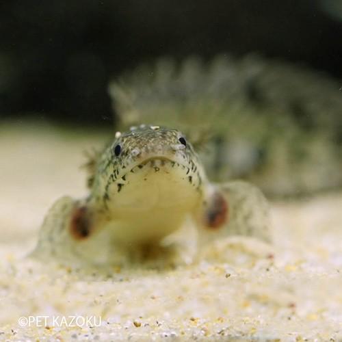 ポリプテルス デルヘッジー ブリード Sm 1匹 5 6cm程度 観賞魚 魚 アクアリウム 熱帯魚 ポリプ 古代魚 No 未来アクアリウムヤフー店 通販 Yahoo ショッピング