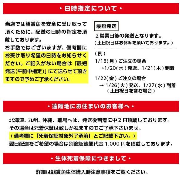 【数量限定アウトレット品】 スーパーショートボディアルビノシルバーアロワナB　１０cm程　１匹　画像個体0225B 【PET1849251254】(66489円)
