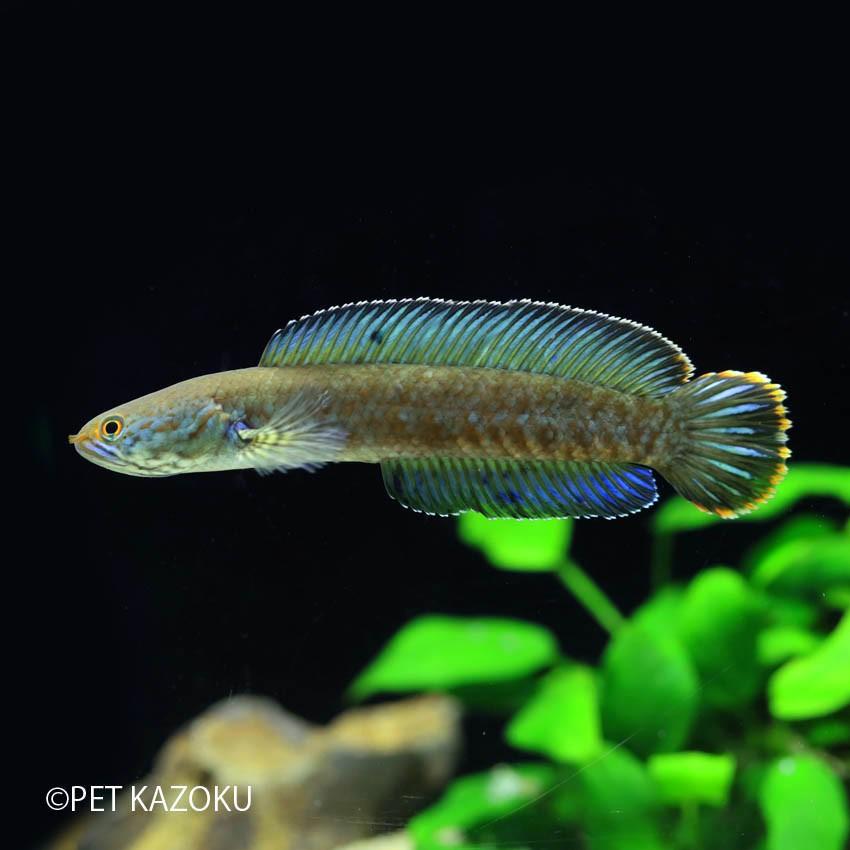 ブルーレインボースネークヘッド 8 10cm程度 1匹 No 未来アクアリウムヤフー店 通販 Yahoo ショッピング