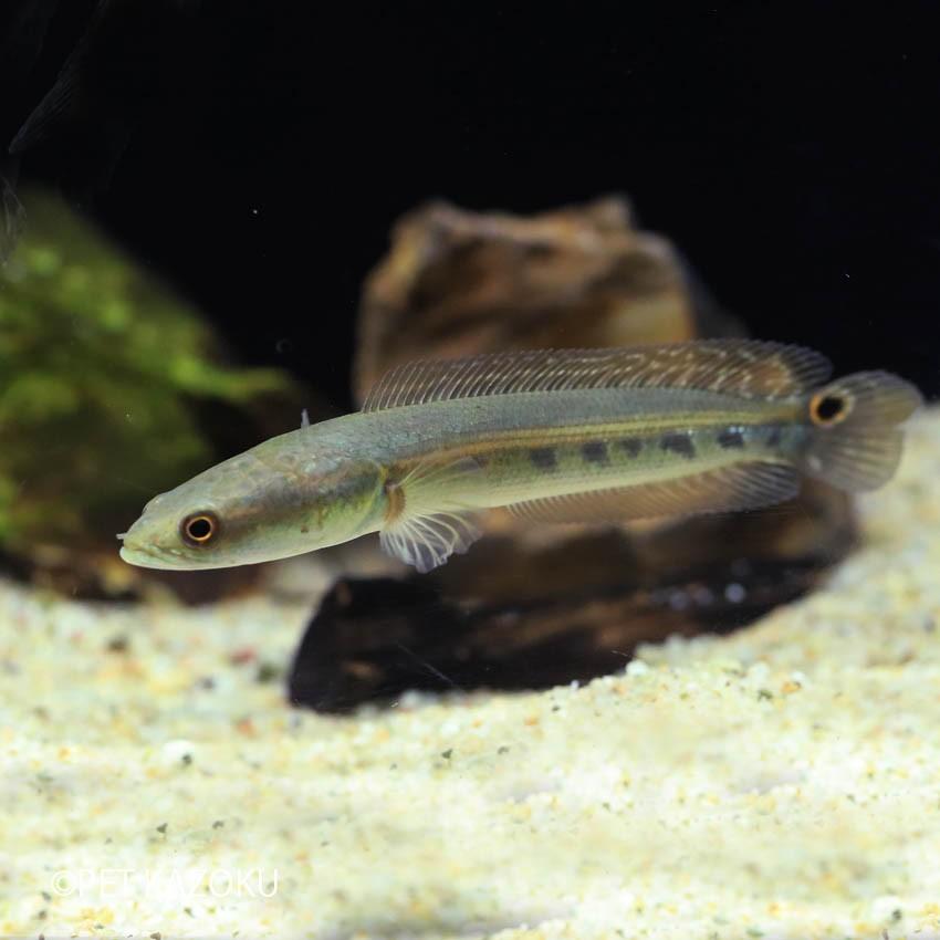 イザベラスネークヘッド インド M 10 12cm程度 1匹 No 未来アクアリウムヤフー店 通販 Yahoo ショッピング