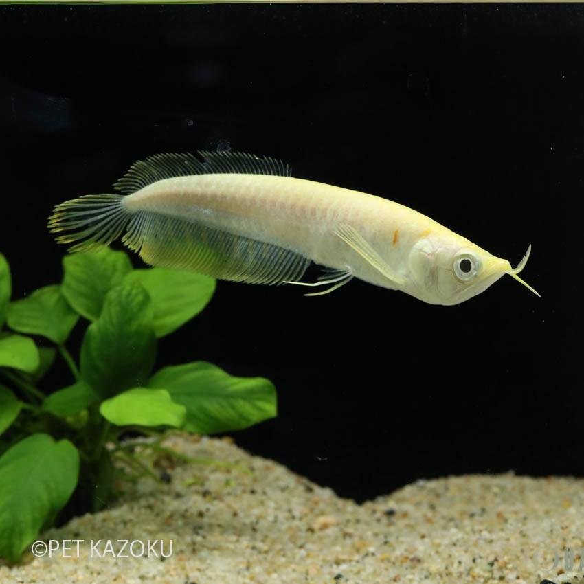 日本正本 アルビノシルバーアロワナ 11 13cm程度 1匹 No 未来アクアリウムヤフー店 通販 Yahoo ショッピング 廉価 販売中 Murad Com Jo