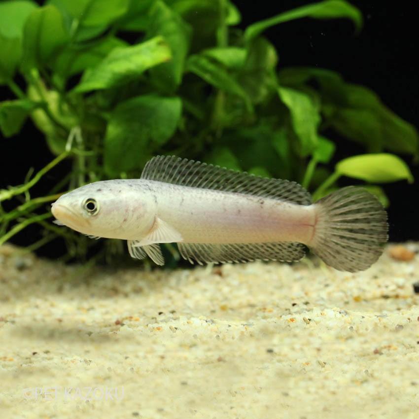 プラチナインディアンスネークヘッド インド ｍ 12 15cm程度 1匹 No 未来アクアリウムヤフー店 通販 Yahoo ショッピング