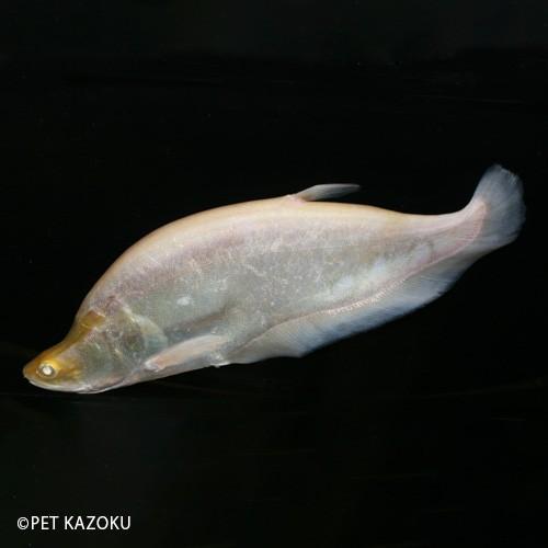 長期のアフターセールス セミショートボディリアルレッドアイアルビノナイフ B個体 ２１ ２２cm程度 １匹 販促品販売中 Murad Com Jo