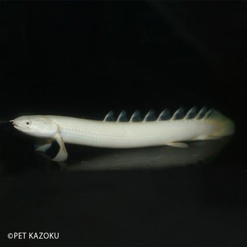 ★プラチナセネガルス15～20㎝前後★ プラチナ セネガルス 12cm