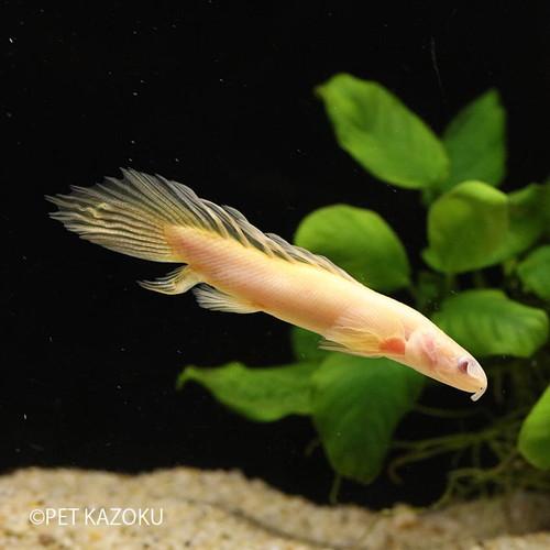 ポリプテルス ロングフィンアルビノセネガルス 1匹 7 9cm程度 No0000 未来アクアリウムヤフー店 通販 Yahoo ショッピング