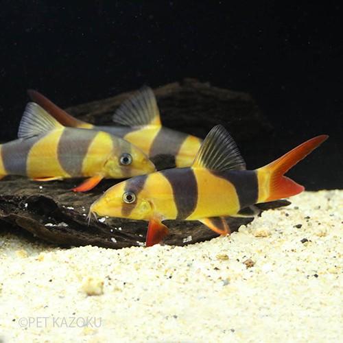 クラウンローチ Ml 1匹 観賞魚 魚 アクアリウム 熱帯魚 ローチ ペット Nr 未来アクアリウムヤフー店 通販 Yahoo ショッピング