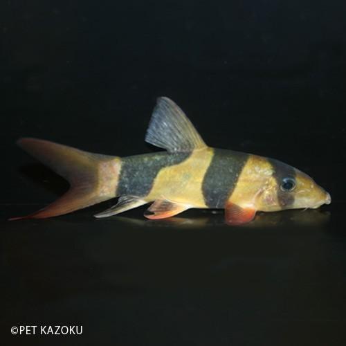クラウンローチ L 10 15cm程度 1匹 Nr 未来アクアリウムヤフー店 通販 Yahoo ショッピング
