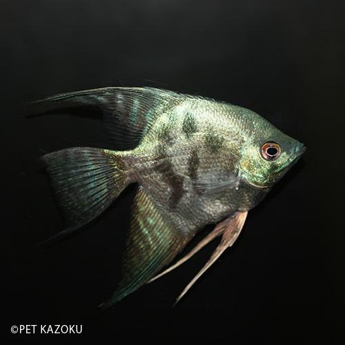 アバターブルーエンゼル 1匹 4cm程度 Ns 未来アクアリウムヤフー店 通販 Yahoo ショッピング