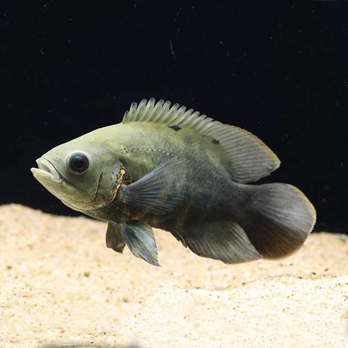 ワイルドオスカー (カヌタマ) (ML) D個体 1匹 (15〜18cm程度)