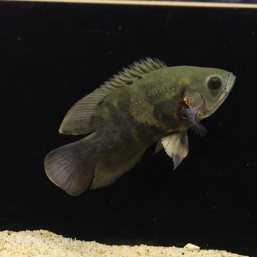 ワイルドオスカー (カヌタマ) (ML) D個体 1匹 (15〜18cm程度) 