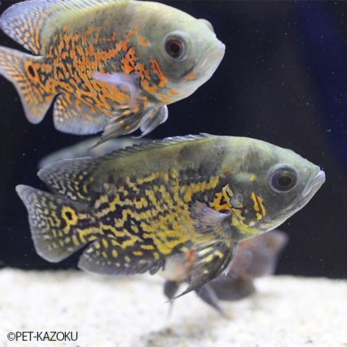 注目の 観賞魚生体 模様がしっかりと入ったオスカーです レオパードタイガーオスカー 1匹 8 12cm程度 Ism Com Ge