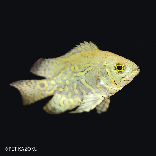 ワイルドオスカー (ネグロ・カイクビ) (M) 1匹 (6〜8cm程度) 在庫無し  