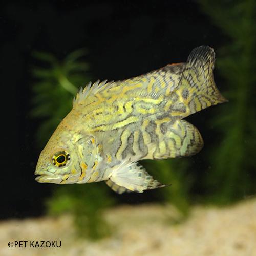 ワイルドオスカー (ネグロ・カイクビ) (M) 1匹 (6〜8cm程度) 在庫無し  