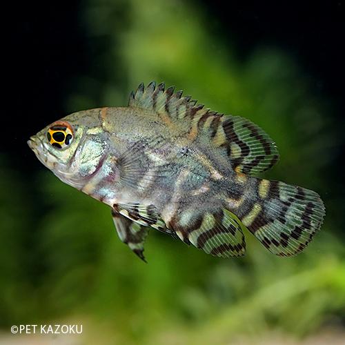 ワイルドオスカー サンタイザベル S 1匹 4 5cm程度 Ns 未来アクアリウムヤフー店 通販 Yahoo ショッピング