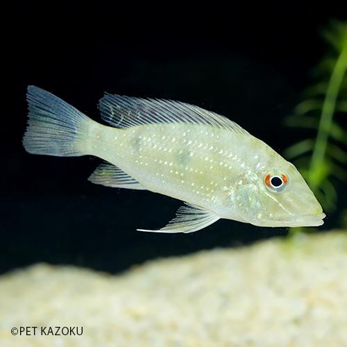 独特の素材 観賞魚生体 コロンビア産のシクリッドです サタノペルカ ダエモン コロンビア 1匹 5 7cm程度 Www Virginiawaldenford Com