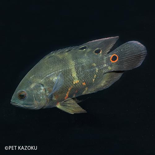 レッドベリー オスカー 3匹セット