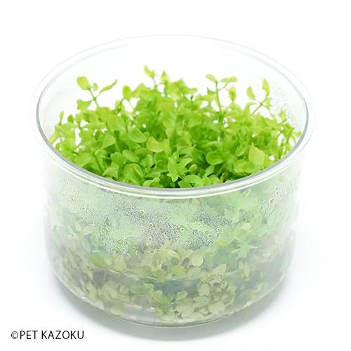 ニューラージパールグラス 組織培養カップ Wp 未来アクアリウムヤフー店 通販 Yahoo ショッピング