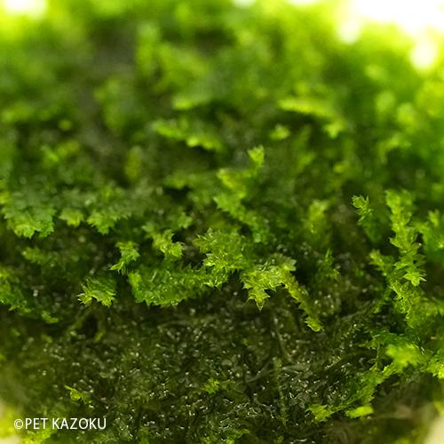 南米ウィローモス 石付き Wp 未来アクアリウムヤフー店 通販 Yahoo ショッピング