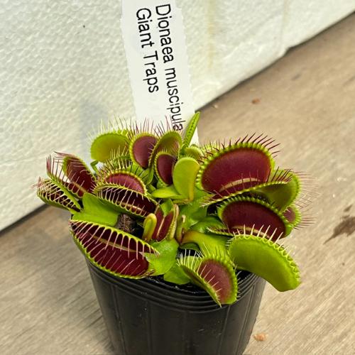 食虫植物」Dionaea muscipula 'Giant Trap' ハエトリソウ ジャイアント