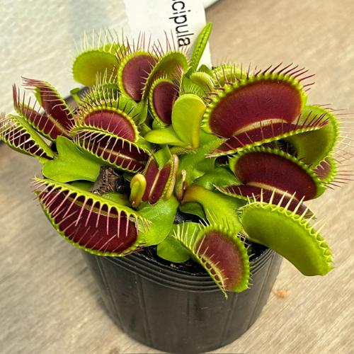 食虫植物」Dionaea muscipula 'Giant Trap' ハエトリソウ ジャイアント