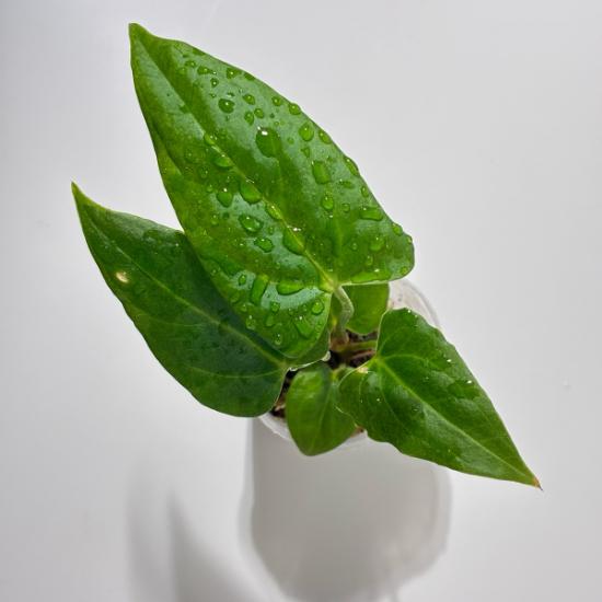 観葉植物」アンスリウム パピリラムナム 'ブルー'× 'エックスワン