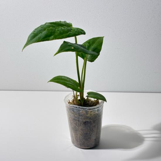 観葉植物」アンスリウム パピリラムナム 'ブルー'× 'エックスワン