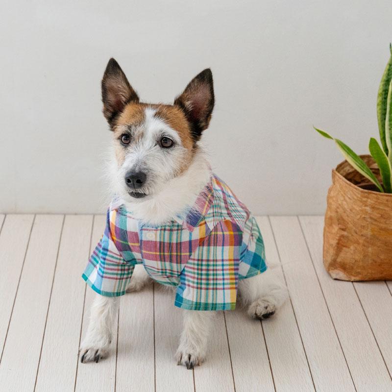 J.PRESS（J.プレス） サマーセール 犬 服 春 マドラスチェック ブルー