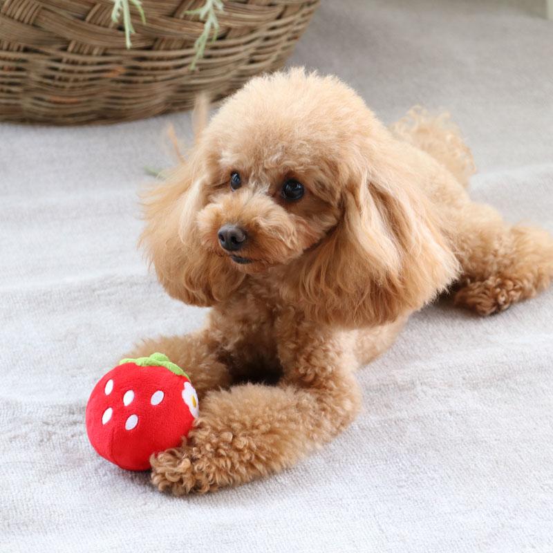 犬 おもちゃ ペットおもちゃ ぬいぐるみ 音 噛む 猫 ペット オモチャ 玩具 トイ おもしろ インスタ映え 苺 コロコロ おもちゃ ペットパラダイス 通販 Yahoo ショッピング