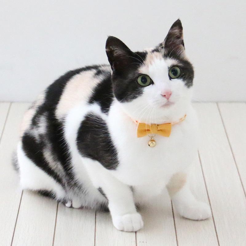 PET PARADISE（ペットパラダイス） サマーセール 猫 首輪 小 中