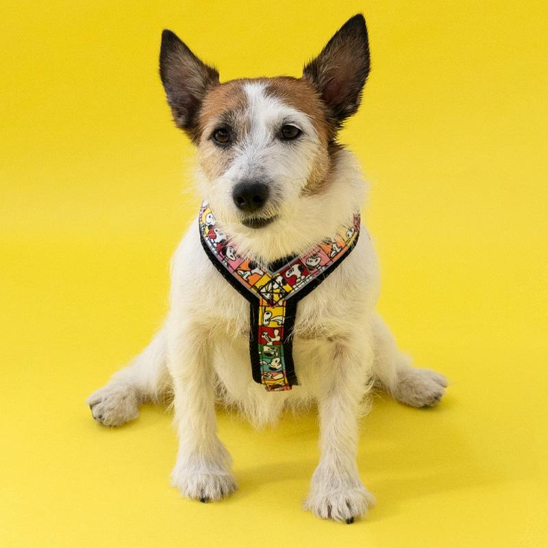 ウルフギャング WOLFGANG 首下げストラップ 学校ジャージのアスリート犬 スポケン Ｓａｎ−ｘ 平成レトロ 犬用 小型犬用 Mサイズ COLLAR RetroFit 首輪 ストラップ