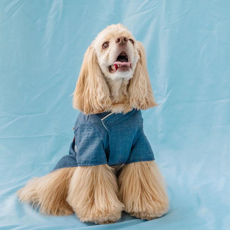 PET PARADISE（ペットパラダイス） 犬 服 夏 鯛刺繍 浴衣 中型犬 大型