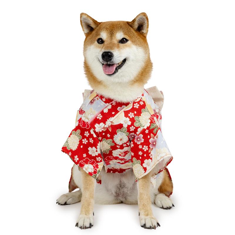 PET PARADISE 犬 服 冬 菊牡丹柄着物 中型犬 大型犬 | 女の子 晴れ着