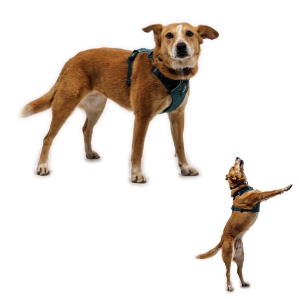 RUFFWEAR ラフウェア ハーネス フロントレンジフレックスハーネス 小型犬 中型犬 大型犬 |  | 13