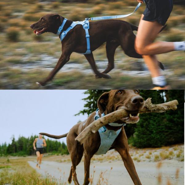 RUFFWEAR ラフウェア ハーネス フロントレンジフレックスハーネス 小型犬 中型犬 大型犬 |  | 17