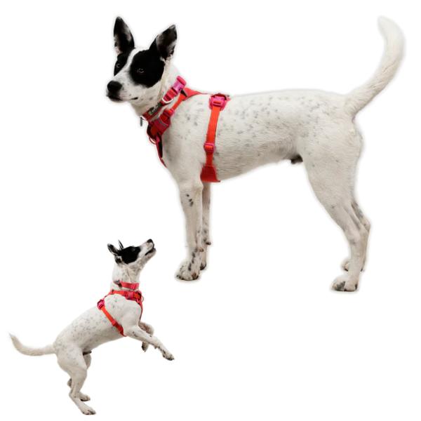 RUFFWEAR ラフウェア ハーネス フロントレンジフレックスハーネス 小型犬 中型犬 大型犬 |  | 11