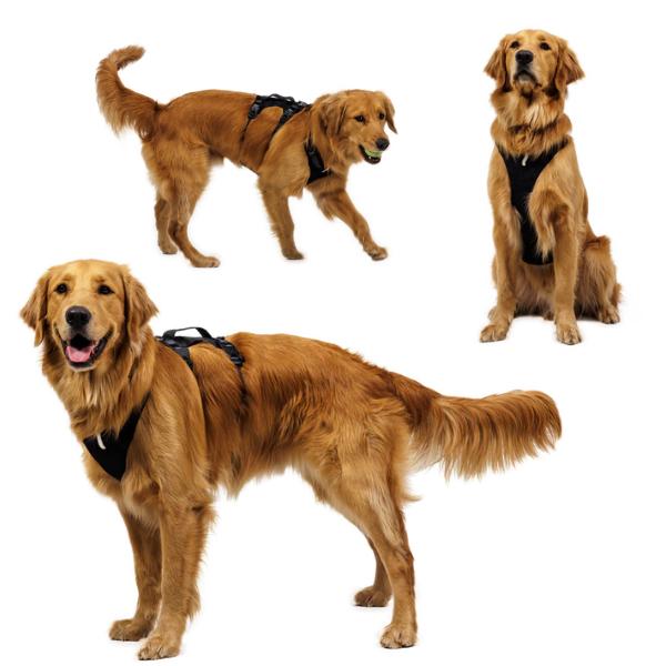 ラフウェア リッジラインハーネス 犬 小型犬 中型犬 大型犬 (ruffwear
