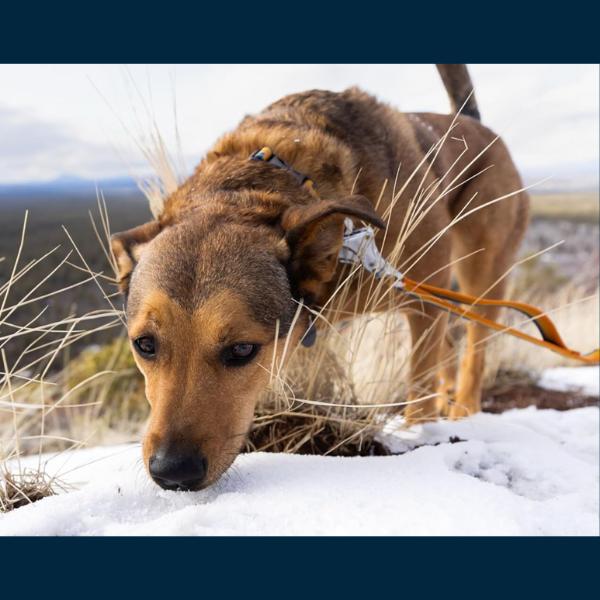 ラフウェア RUFFWEAR ショルダーリード ローマーリーシュ リード 犬 大型犬 中型犬 小型犬 ハンズフリー |  | 10