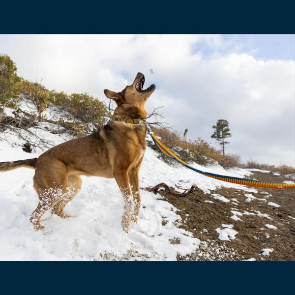 ラフウェア RUFFWEAR ショルダーリード ローマーリーシュ リード 犬 大型犬 中型犬 小型犬 ハンズフリー |  | 12